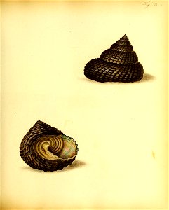 n132_w1150