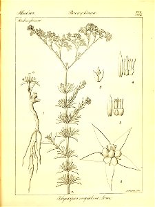 n438_w1150