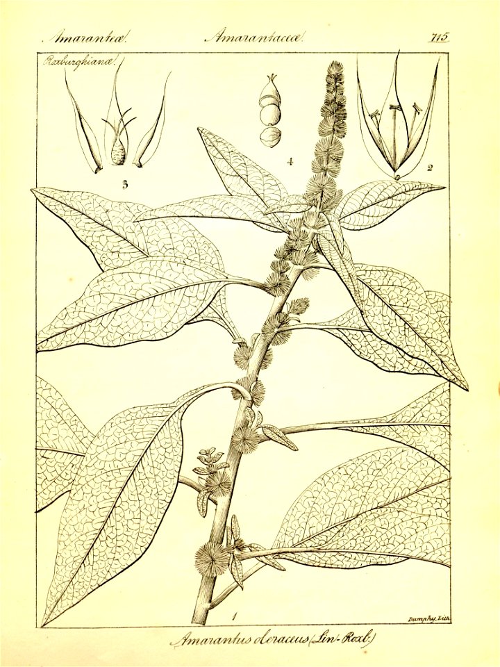 n441_w1150