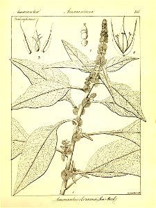 n441_w1150