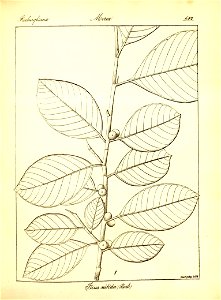 n368_w1150