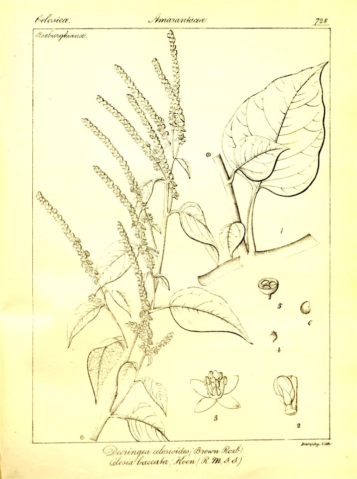 n454_w1150
