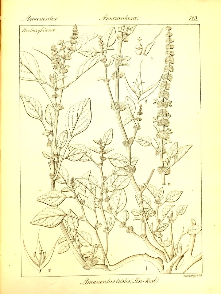 n439_w1150