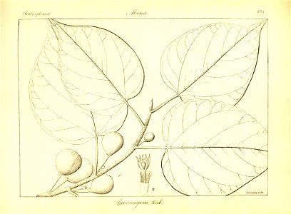 n381_w1150