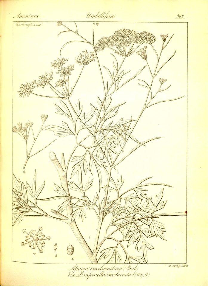 n293_w1150