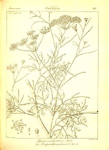 n293_w1150