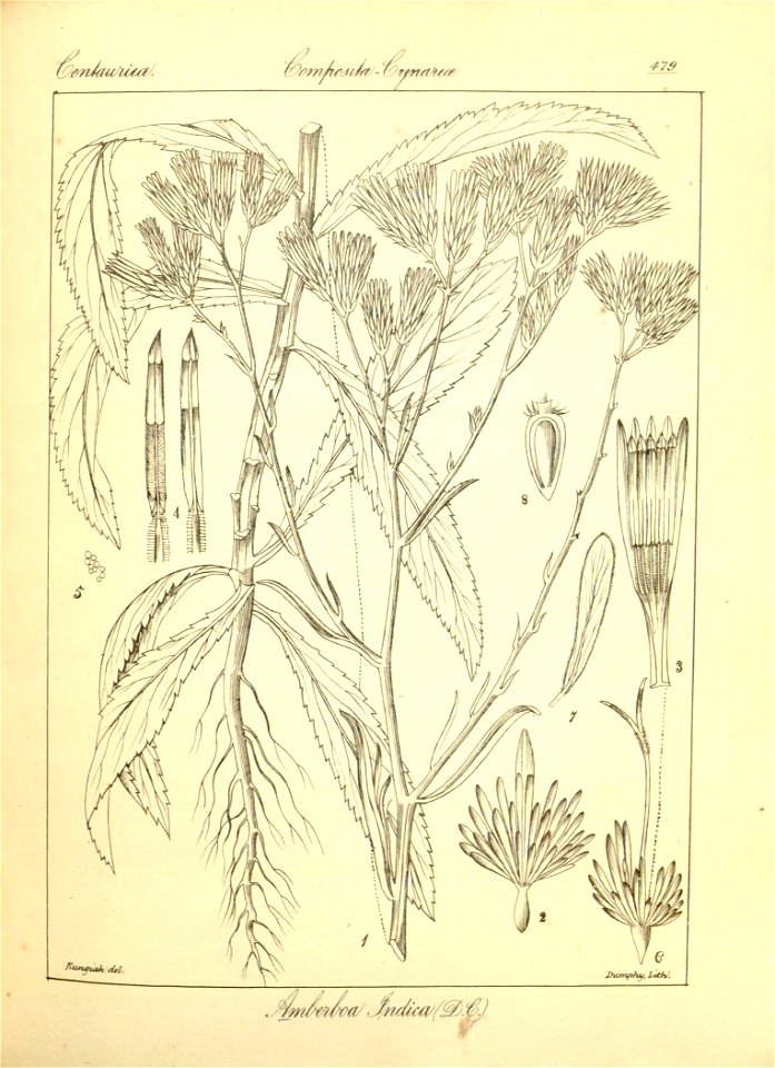 n205_w1150