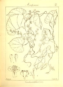 n211_w1150