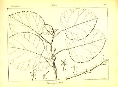 n375_w1150