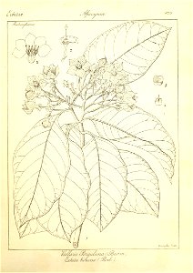 n155_w1150