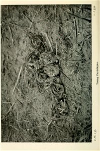 n527_w1150