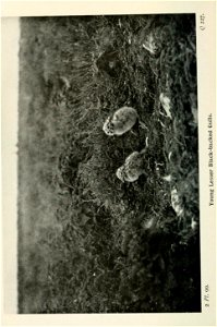 n337_w1150