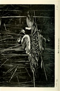 n455_w1150