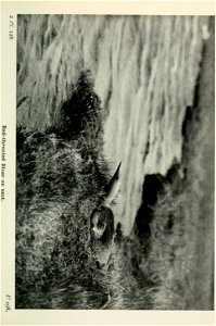 n438_w1150