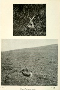 n381_w1150