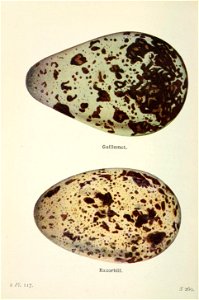 n397_w1150
