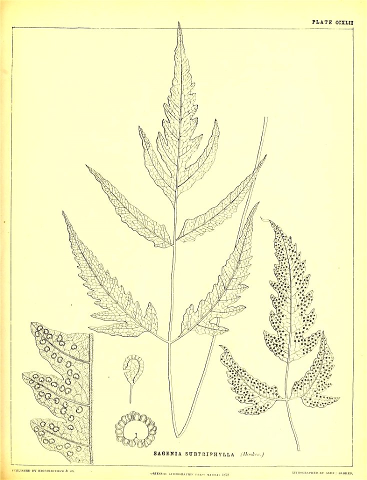 n598_w1150