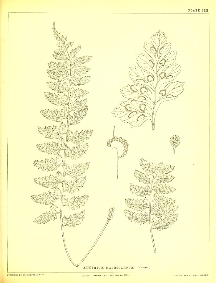n418_w1150