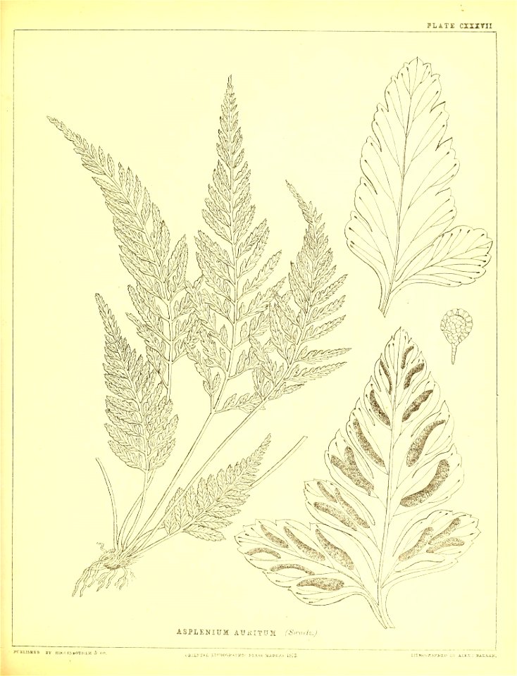 n388_w1150