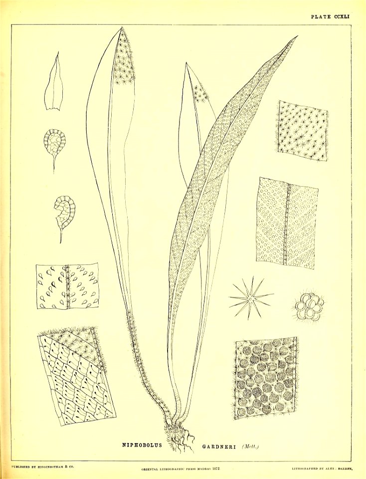 n596_w1150
