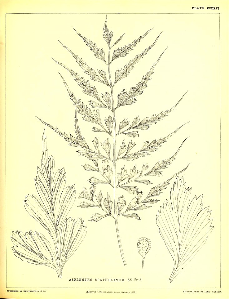 n566_w1150