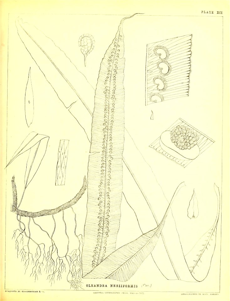 n296_w1150