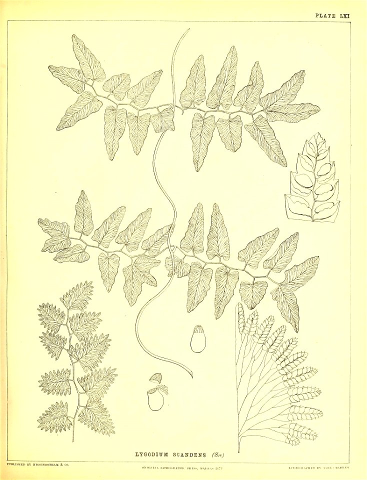n236_w1150