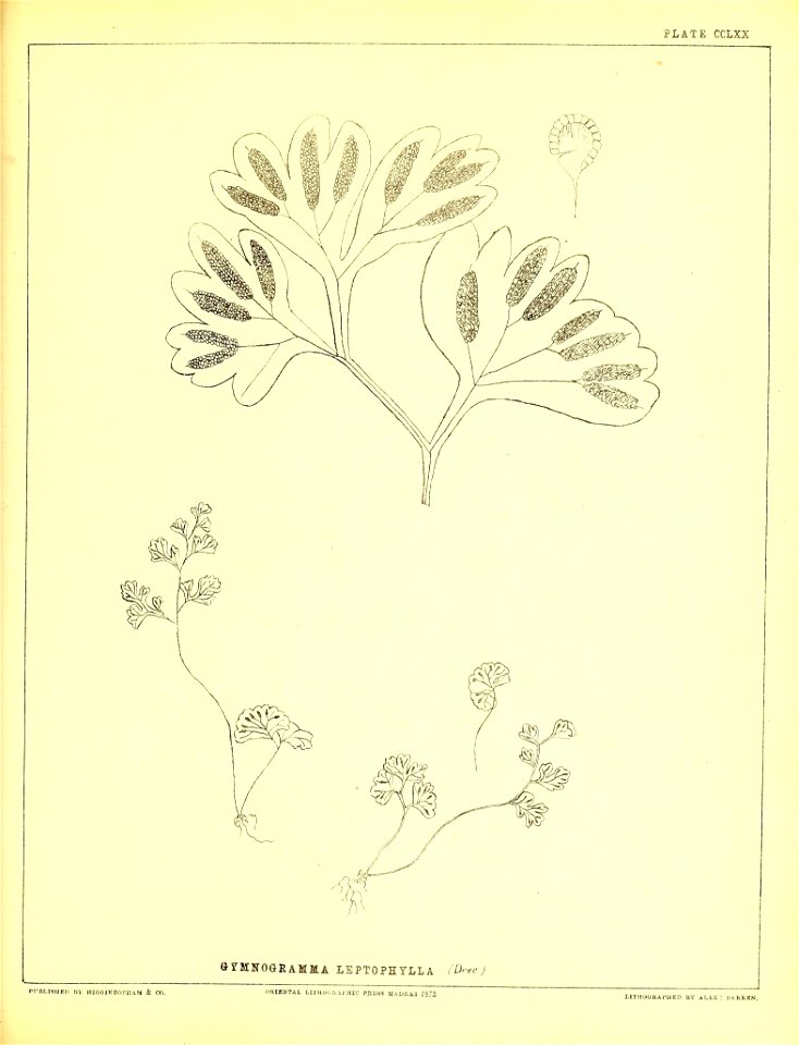 n654_w1150