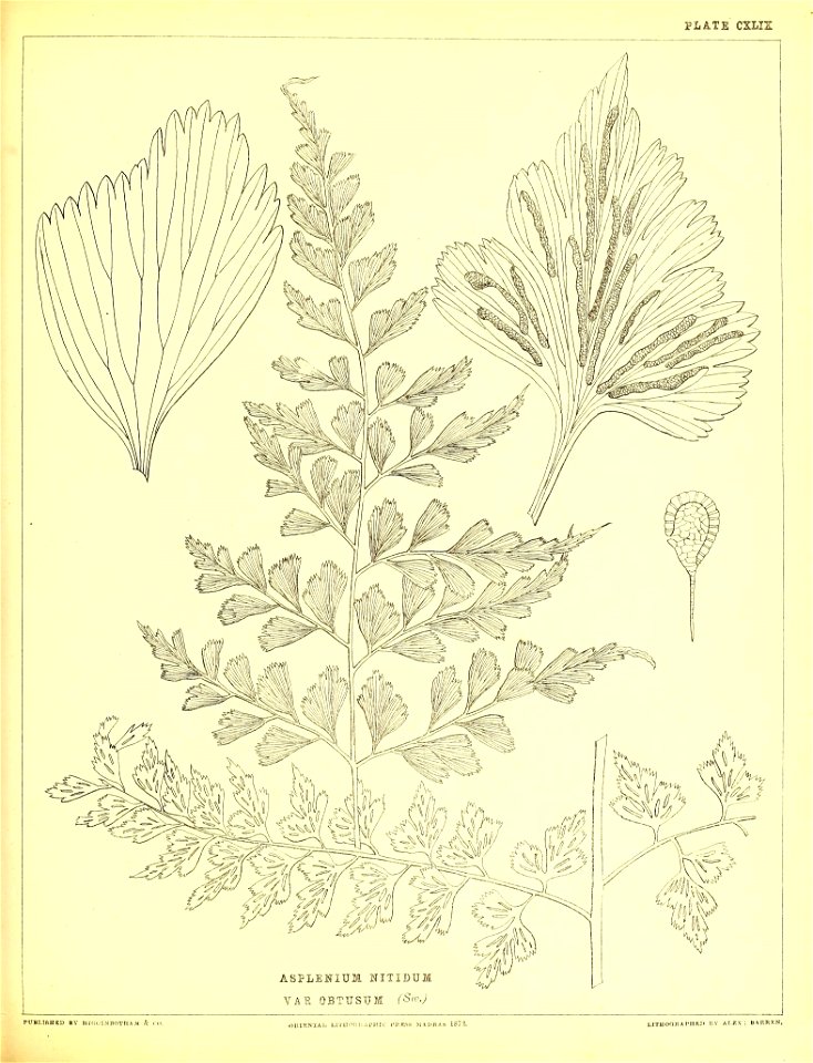 n412_w1150