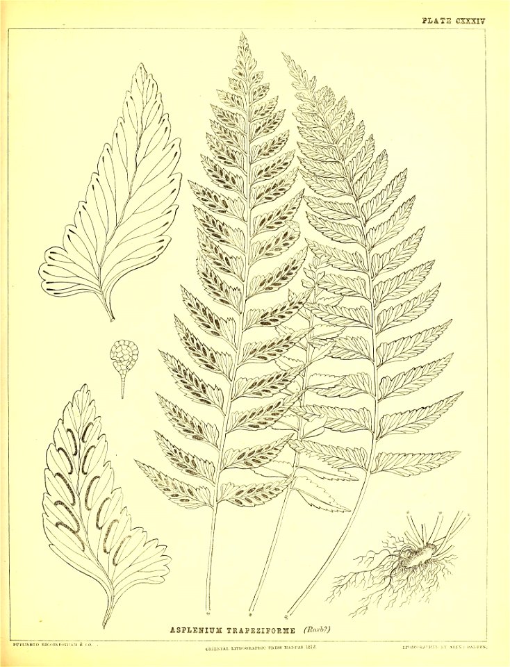 n382_w1150