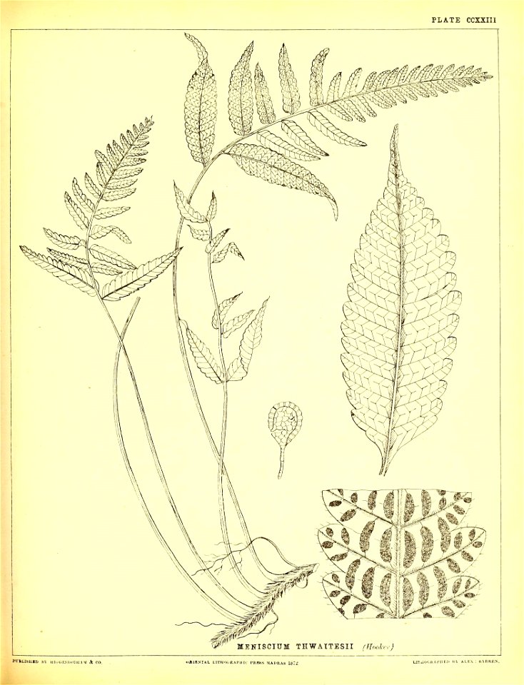 n560_w1150