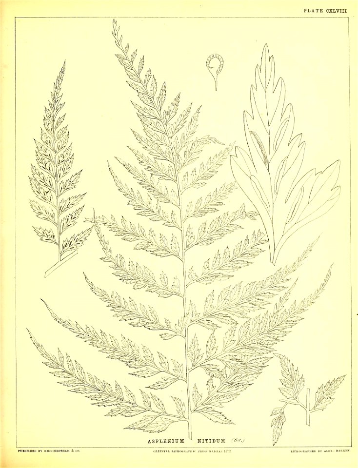 n410_w1150