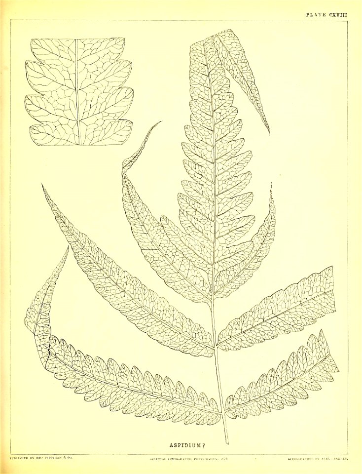 n350_w1150