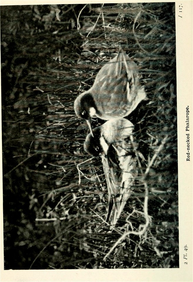 n177_w1150