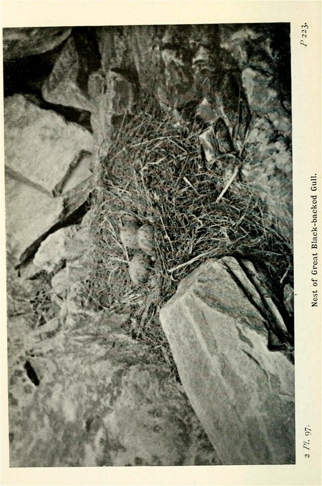 n331_w1150