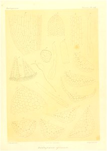 n950_w1150
