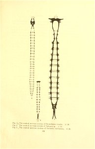 n138_w1150