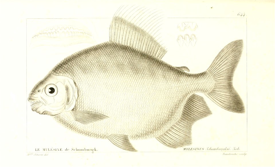 n292_w1150