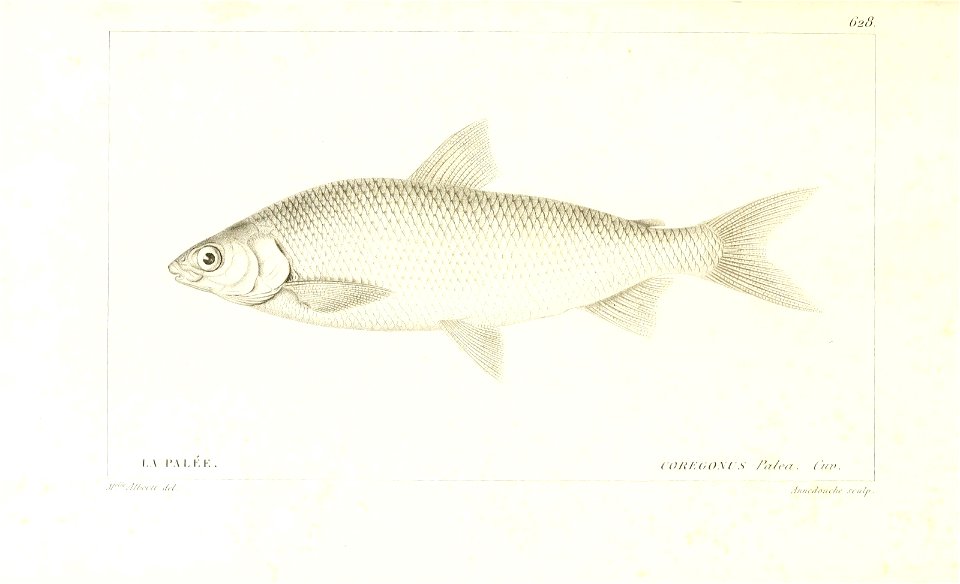 n262_w1150