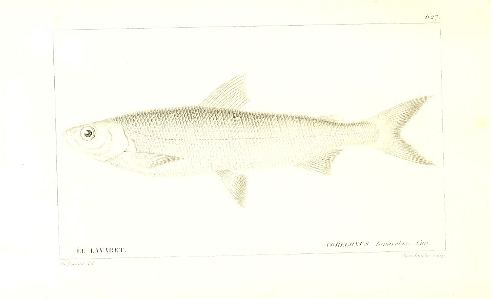 n260_w1150