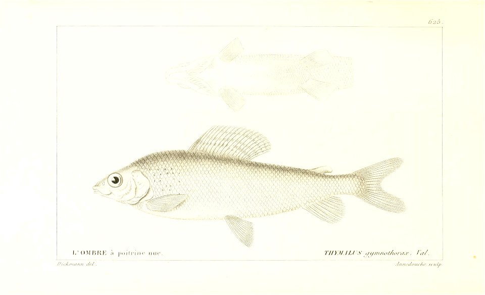 n256_w1150