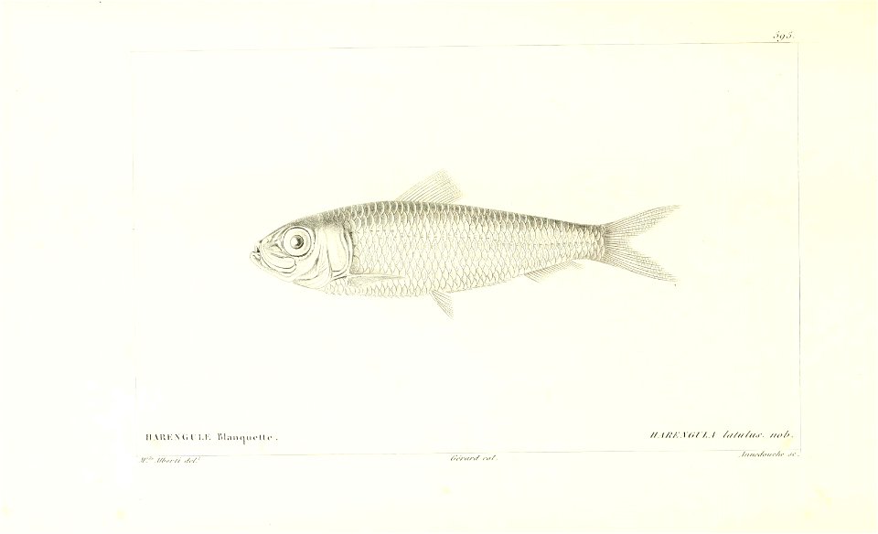 n196_w1150