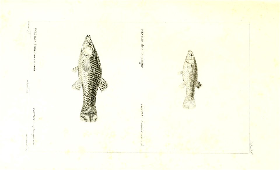 n62_w1150