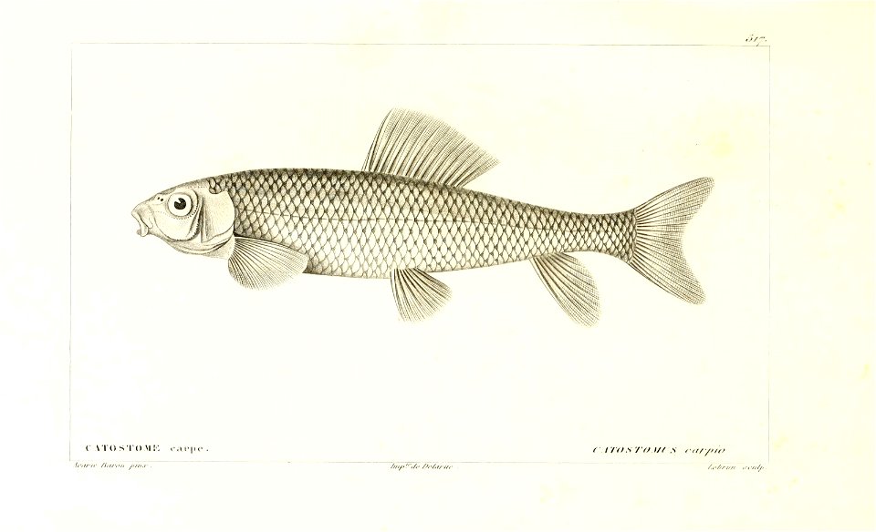 n46_w1150