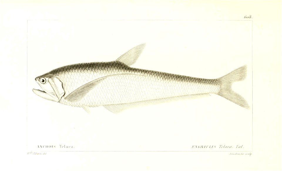 n222_w1150