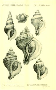 n565_w1150
