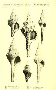 n469_w1150
