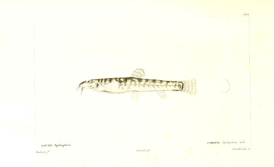 n56_w1150