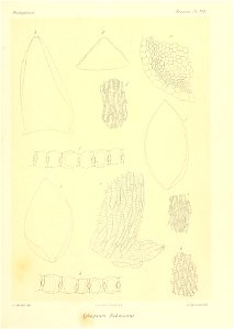 n890_w1150