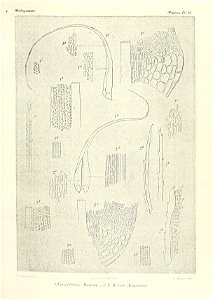 n620_w1150
